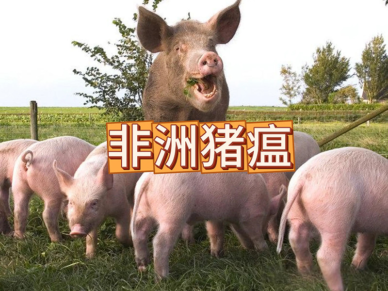 非洲猪瘟主要的六大传播途径 非洲猪瘟主要的六大传播途径